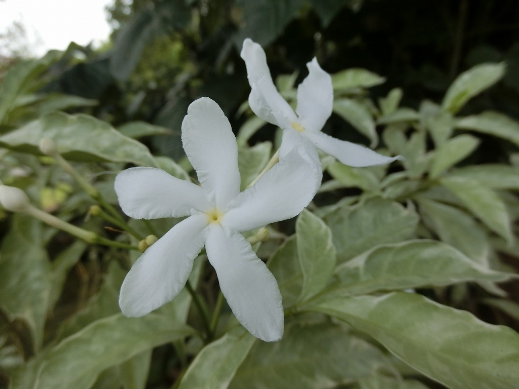 4-9バリ島 ジャスミンの花　